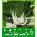 NCC02 Xiami Chinakohl Samen Fabrik, Pak Choi Samen